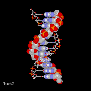 Combined wire and Space-Filling model of DNA.